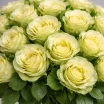 Букет из 51 зелёной розы - Комильфо 2